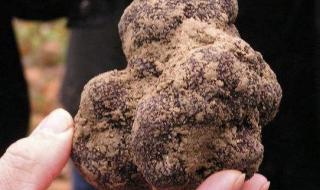 云南母猪生小孩 云南母猪生小孩