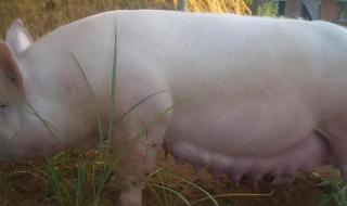 云南母猪生小孩 云南母猪生小孩